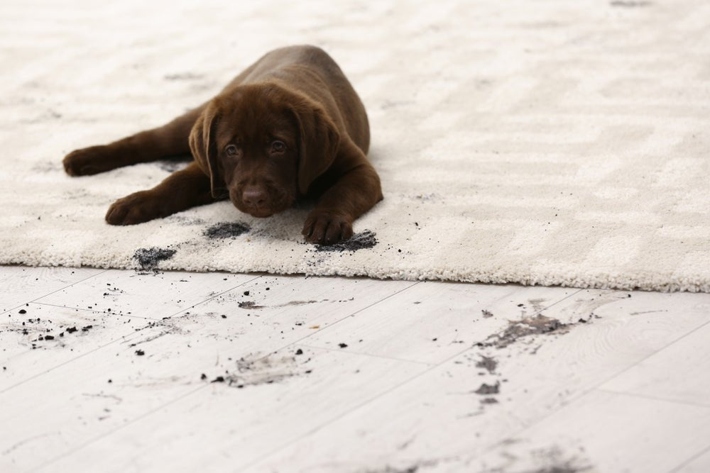 Rug Care 101: How to Clean Your Rugs at Home - Rug & Home