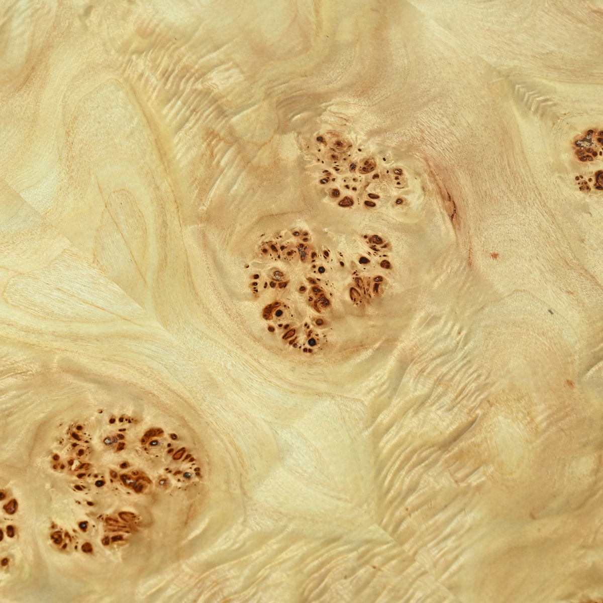 Eliana Handmade Transitional Natural/Gold Burl Wood Round Coffee Table