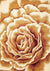 Corinthian 5338 Floral Splendor Ivory Rug - Rug & Home